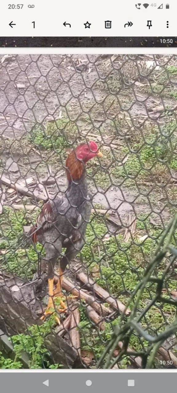 Galinha  - Foto 6