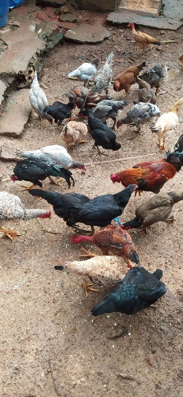 Frangos e Galo caipira - Foto 5