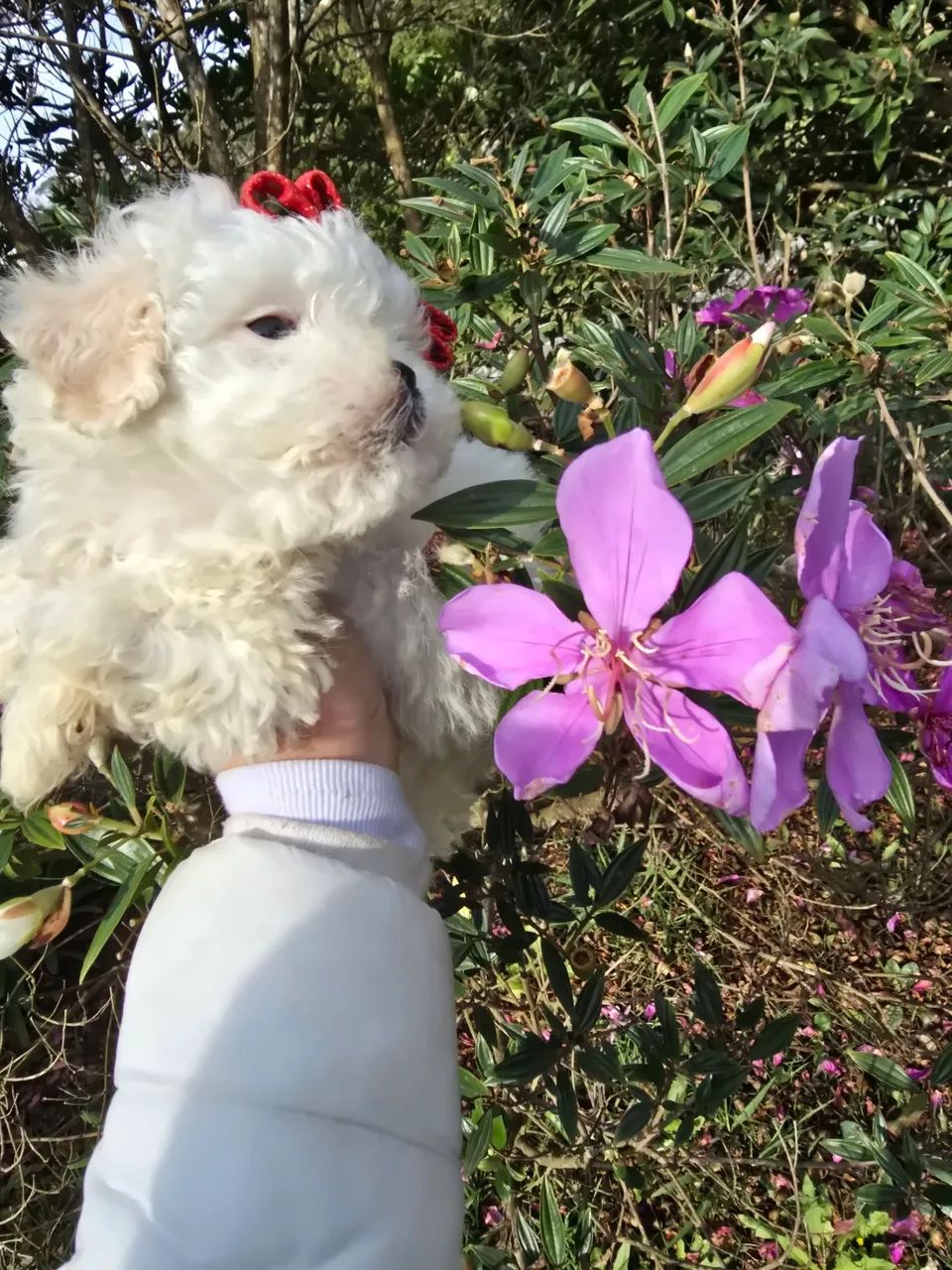 Poodle micro toy em Curitiba   - Foto 4