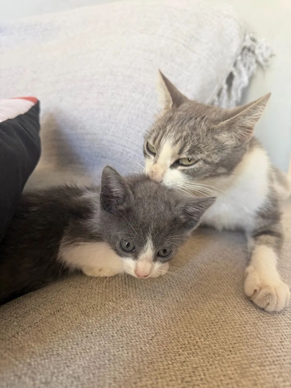Adote uma gatinha  - Foto 5