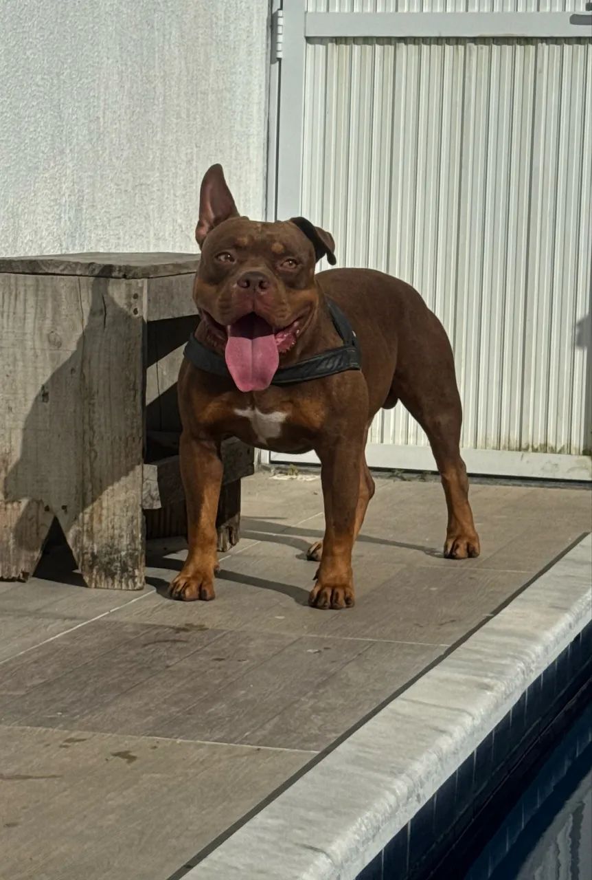 American Bully Cobertura - Macho Disponível  - Foto 2
