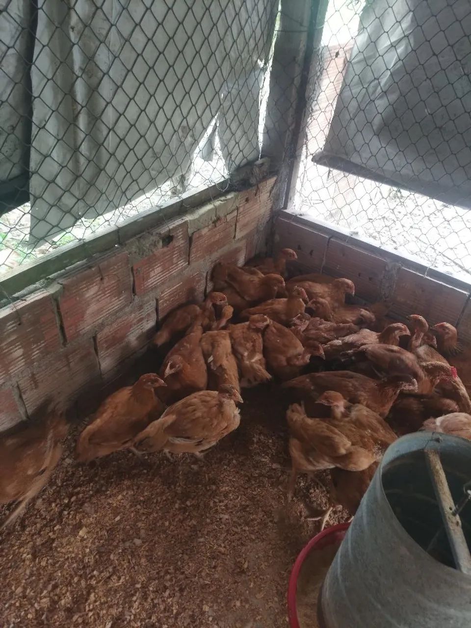 Galinhas poedeiras pra vender - Foto 3