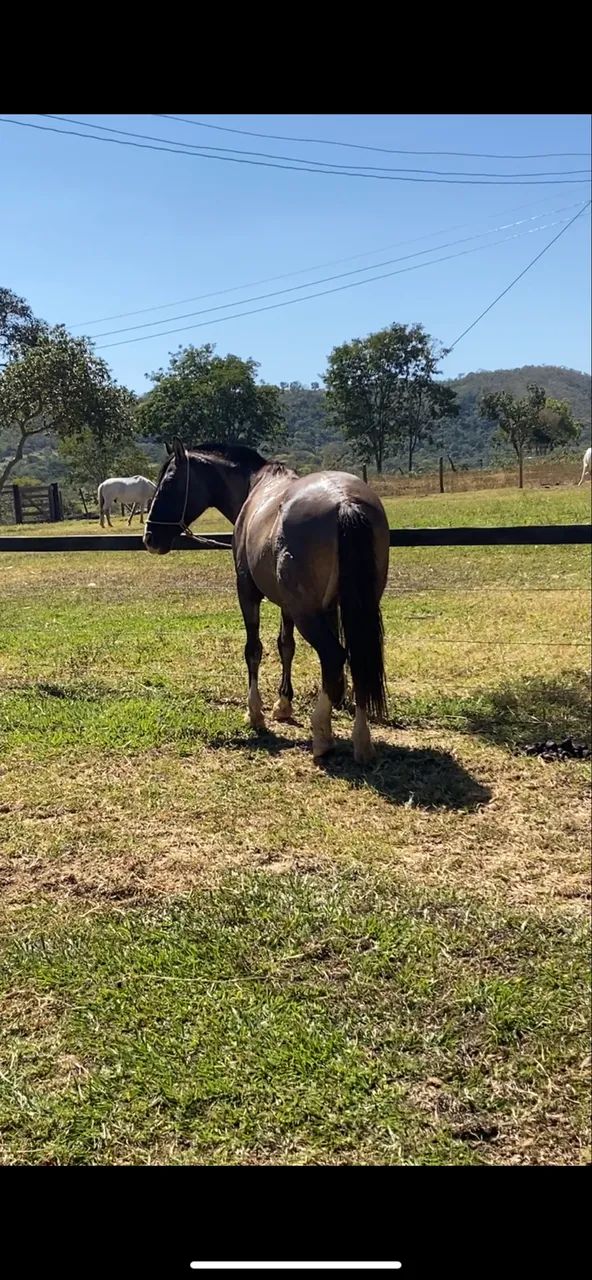 Vendo cavalo  - Foto 3