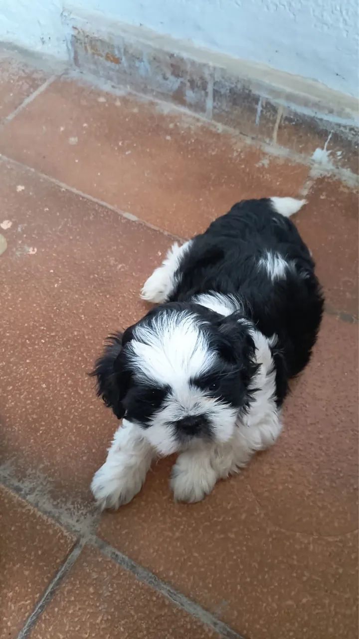 Shih tzu  - Foto 3