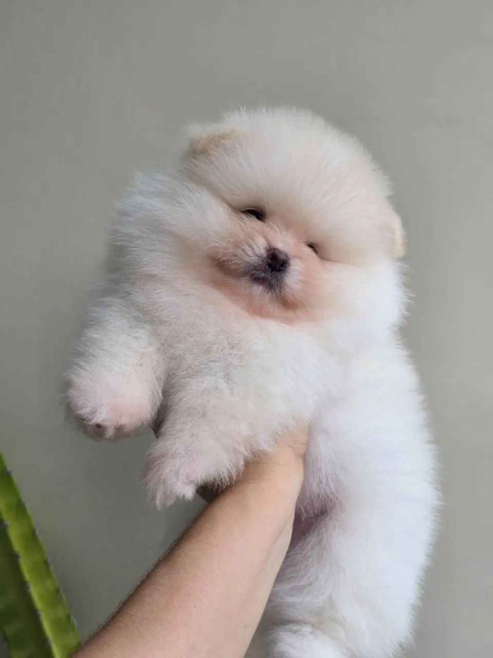 Lulu da pomerania-spitz alemão  - Foto 3