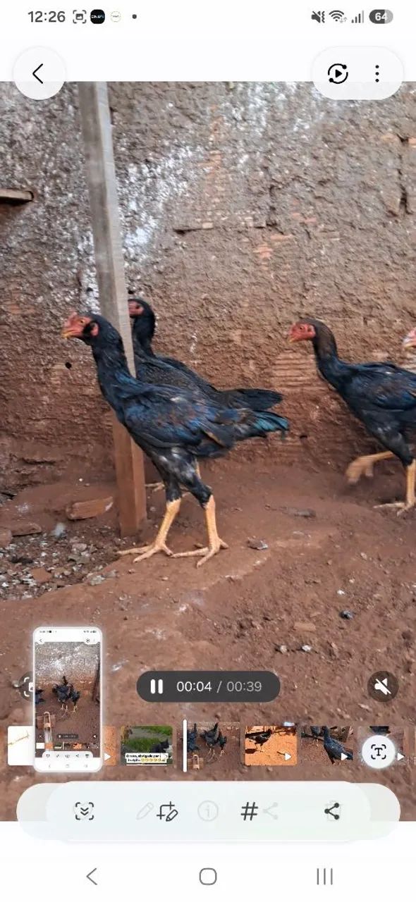 Frangos e frangas de raça - Foto 2