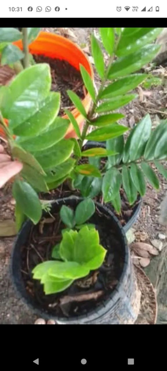 Plantas  - Foto 2