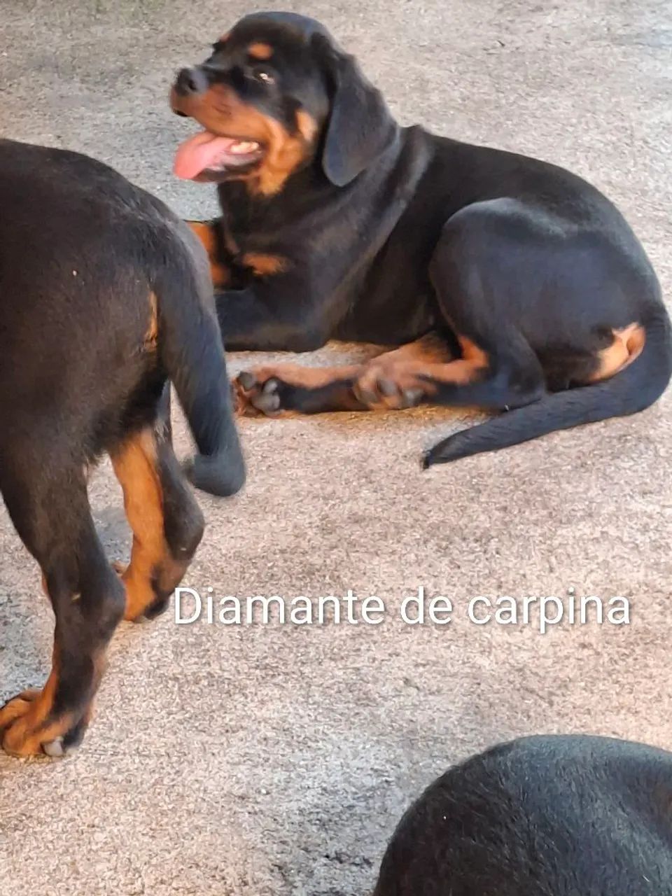 rottweiler  - Foto 2