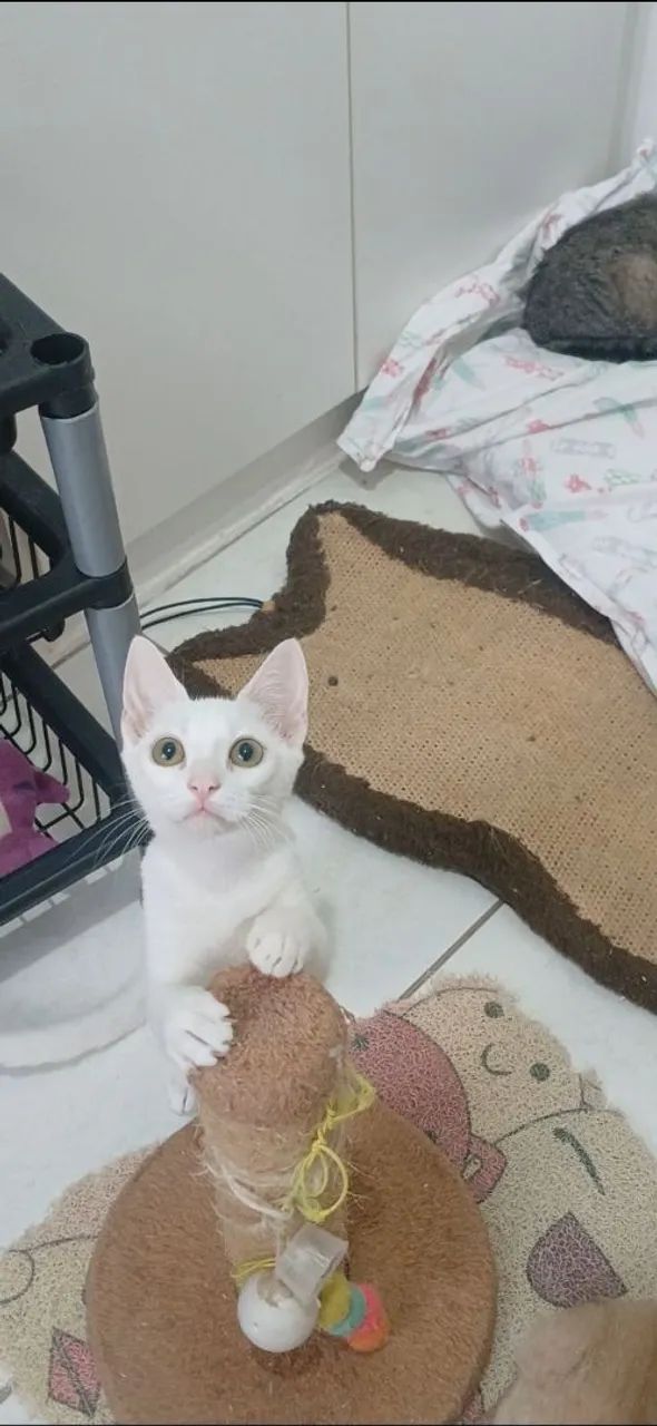 AKIRA, CASTRADO E VACINADO - Foto 4
