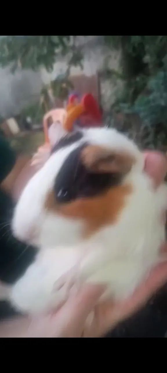Vendo um casal de porquinhos da Índia fêmea peruana e macho pelo liso - Foto 2