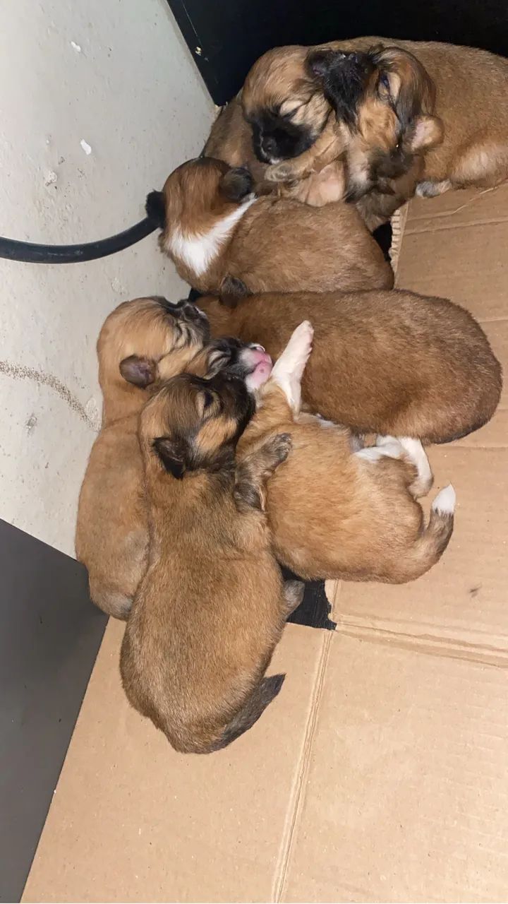 Vendo filhotes de shih tzu - Foto 4