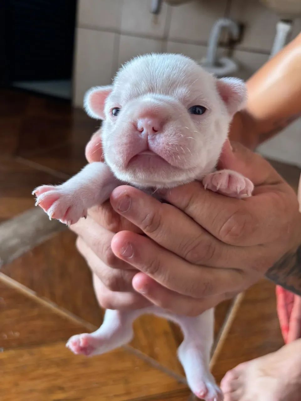 Buldogue francês  - Foto 2