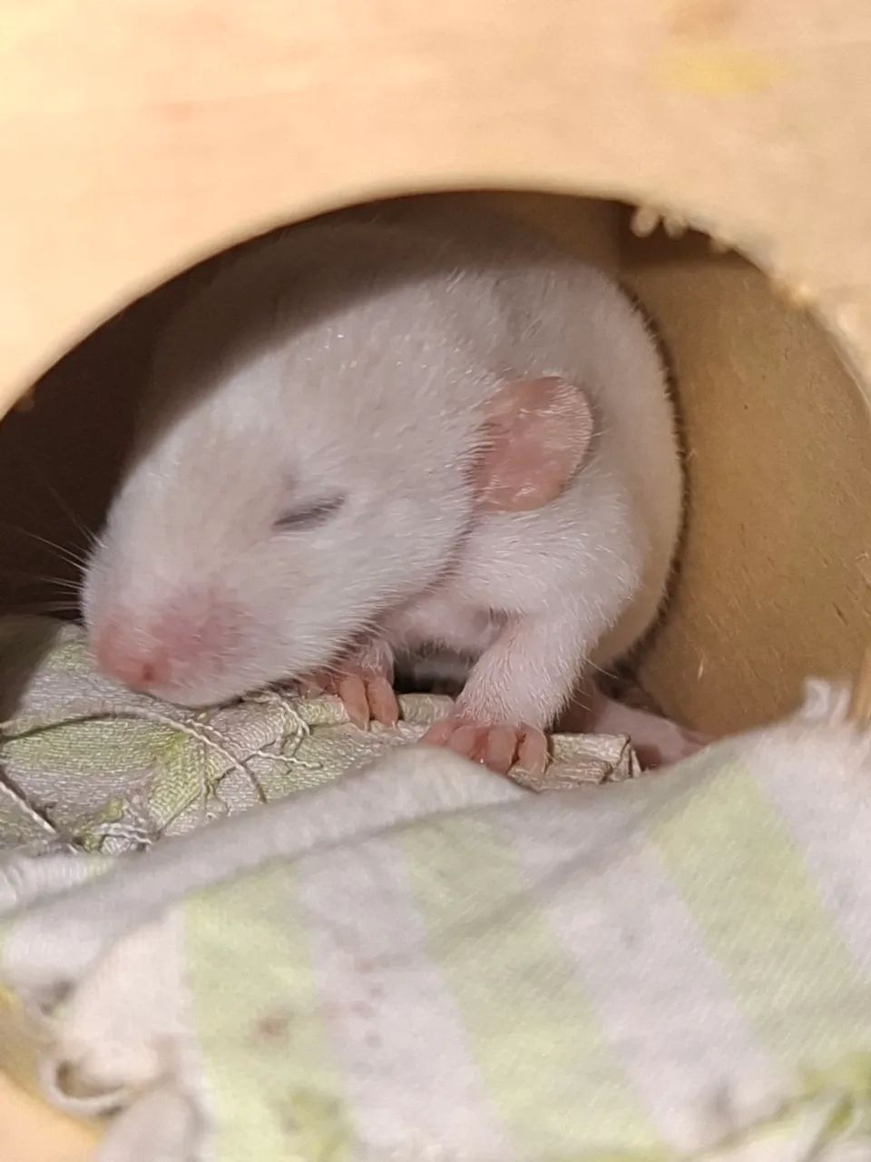 rato Twister  - Foto 3