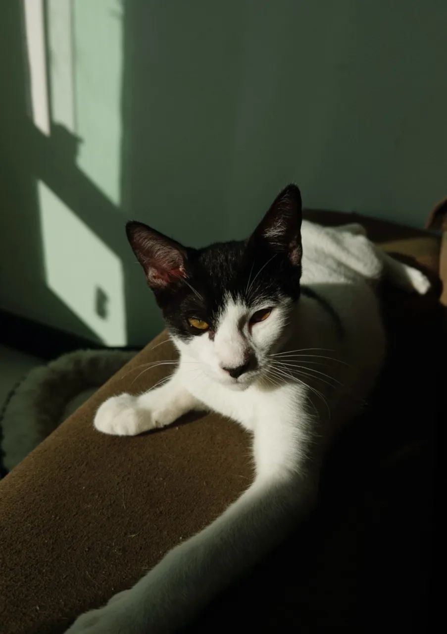 Gato macho 