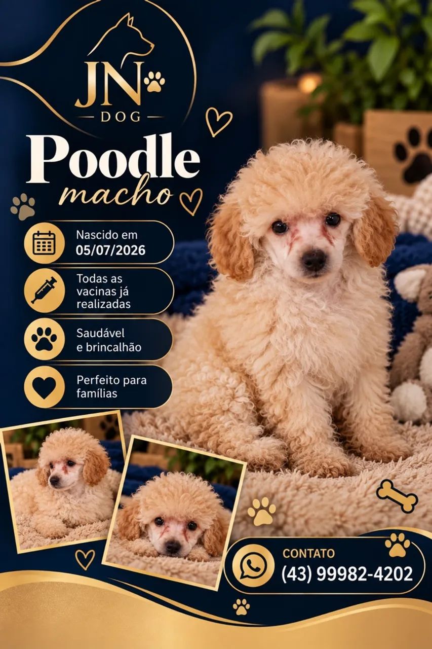 Poodle macho 