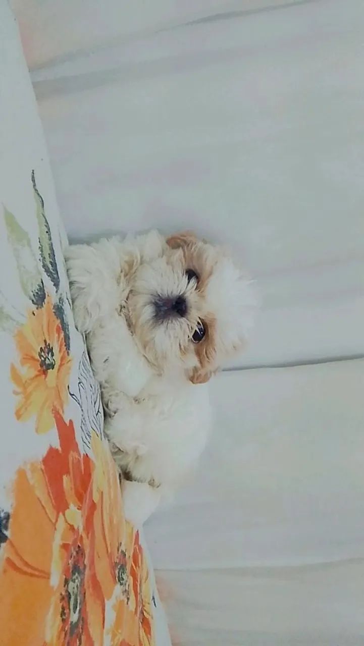 Cachorro shih Tzu macho - Foto 2