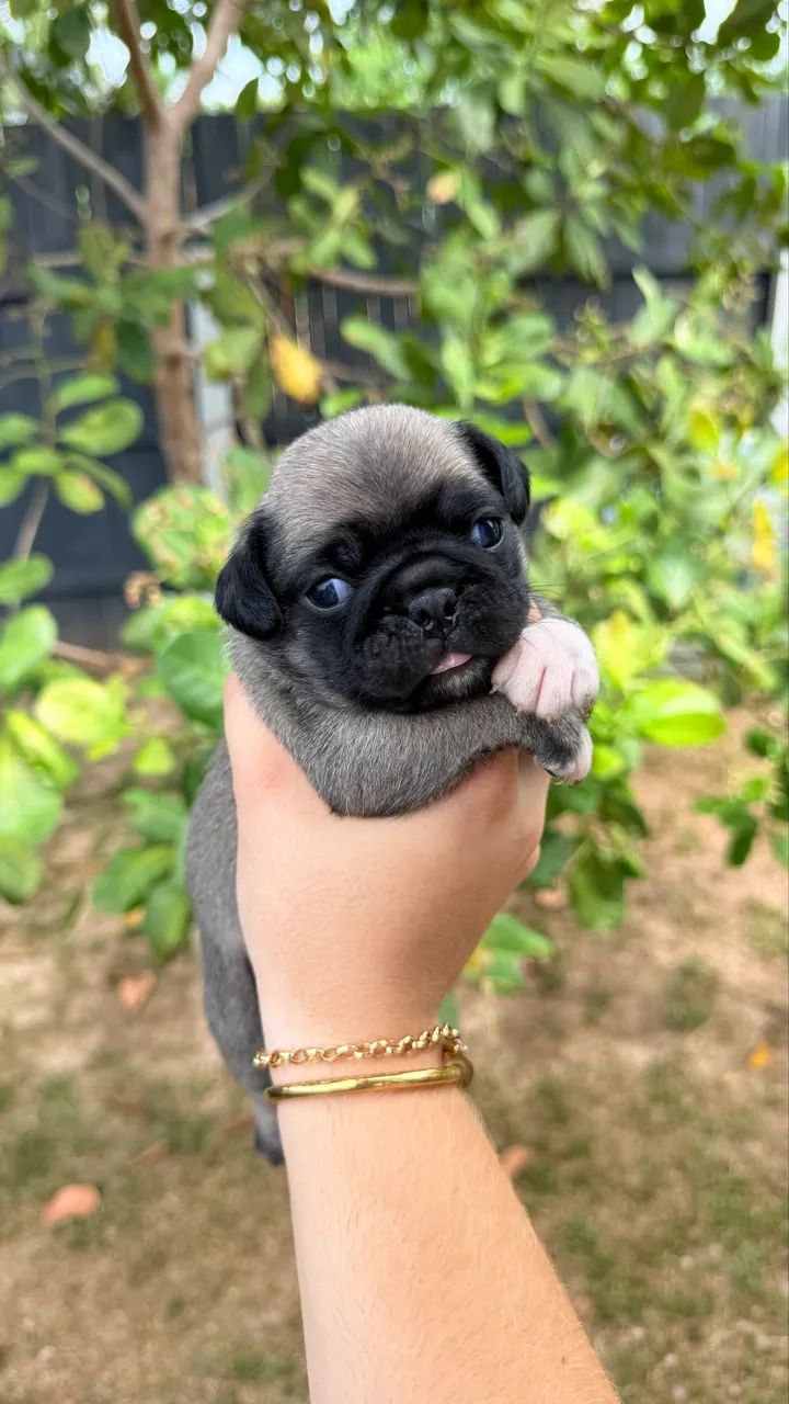 Pug macho  - Foto 4