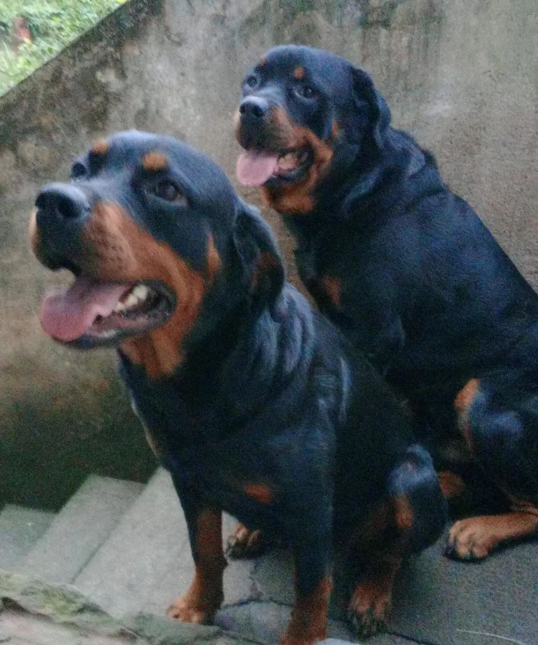 Filhotes de Rotweiler fêmeas   - Foto 4