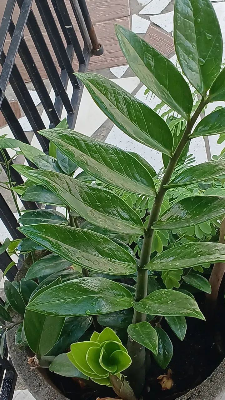 VÁRIAS OPÇÕES DE PLANTAS 