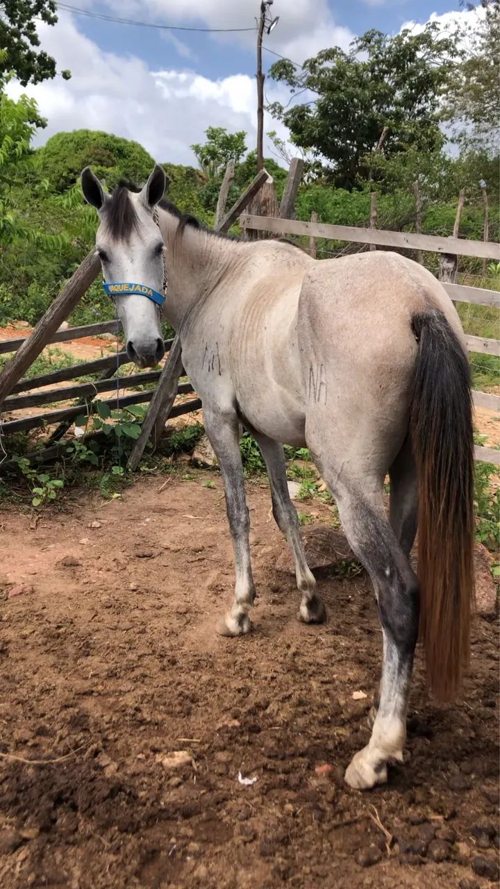 Cavalo de raça  - Foto 2