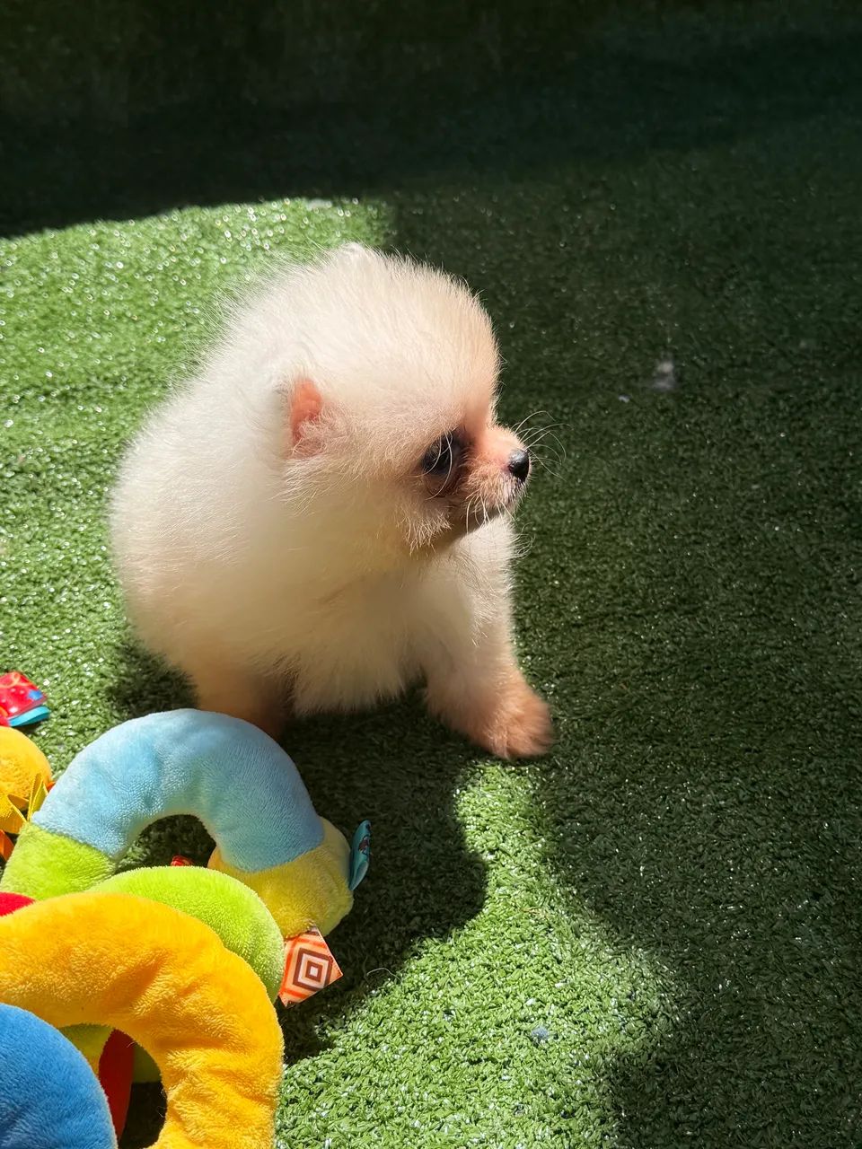 Spitz alemão  - Foto 2
