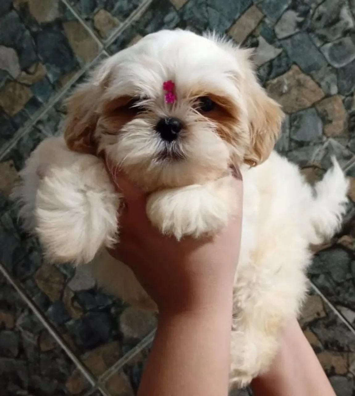 Shih tzu 