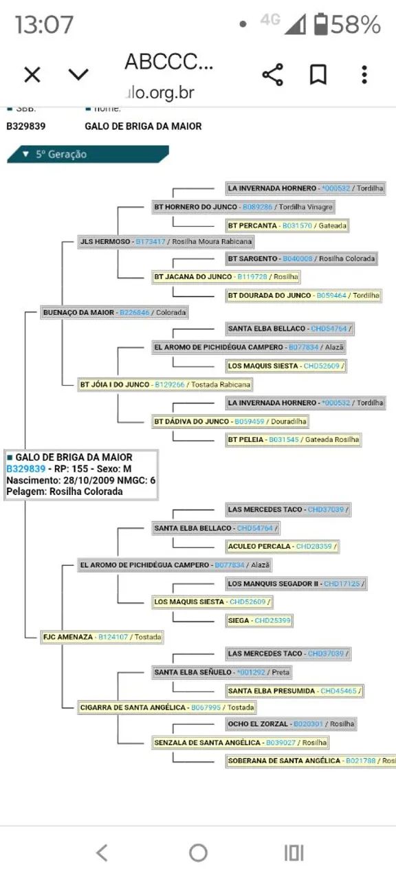 Éguas crioulas prenhas  - Foto 3