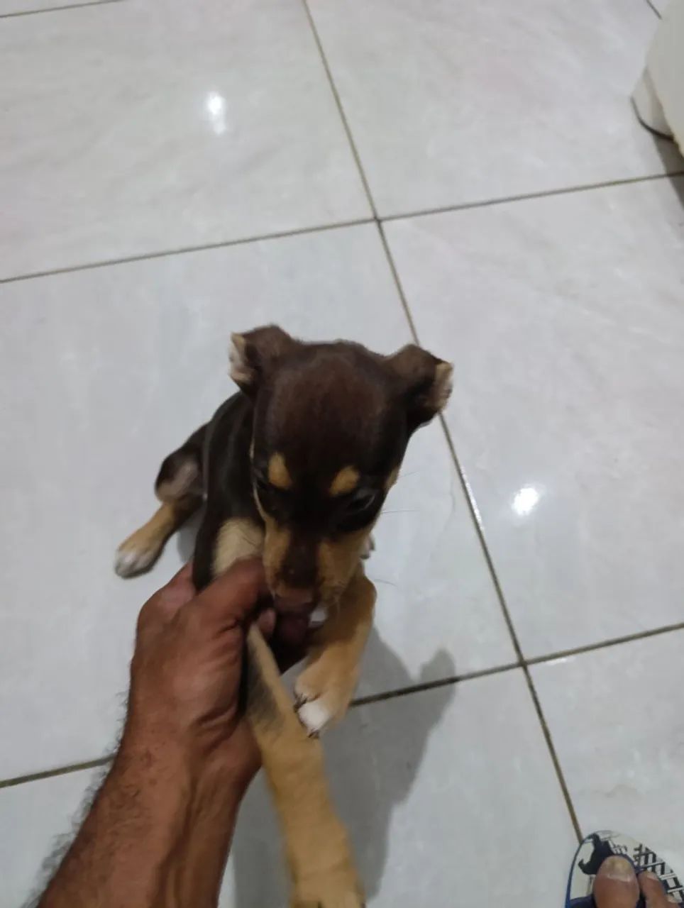Cachorro  - Foto 3