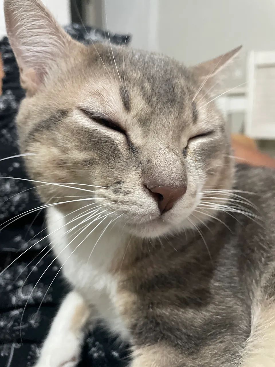 Doa se gato doméstico  - Foto 3