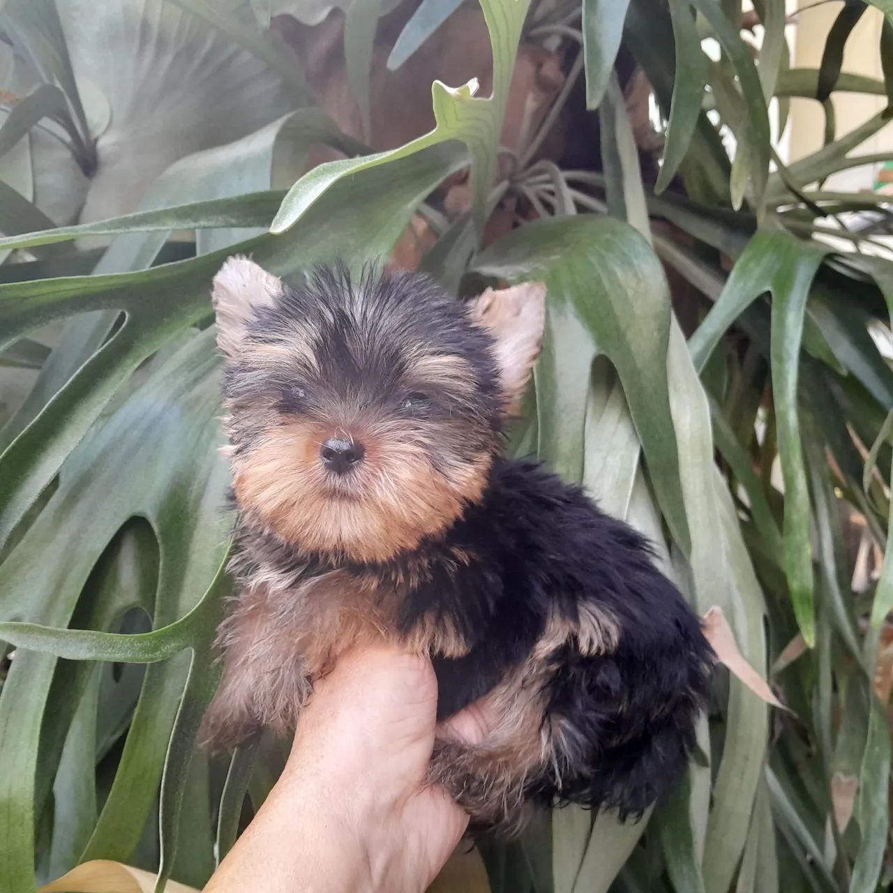 Yorkshire terrier (machinho) - Foto 2