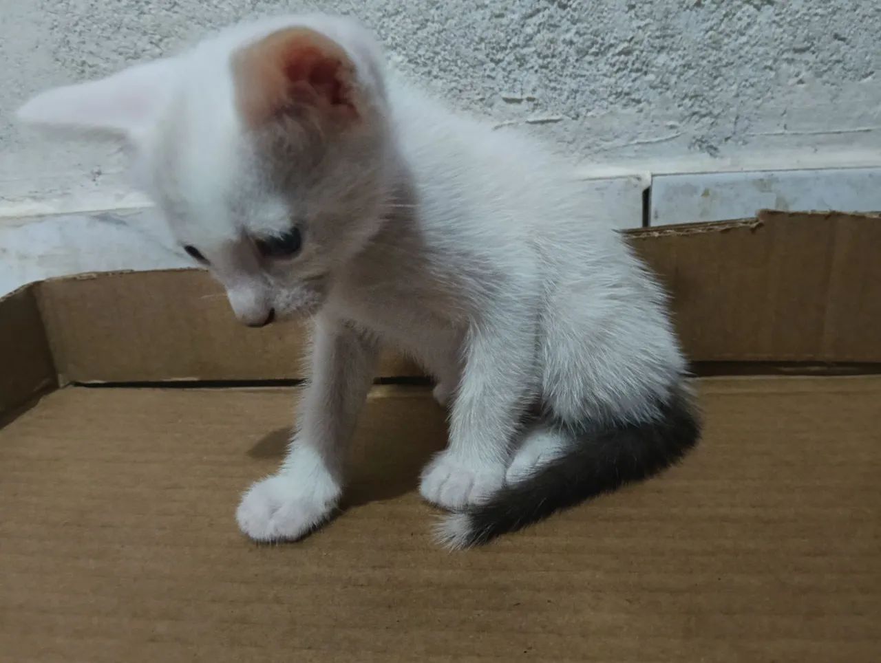 Doação de Gato - Foto 2