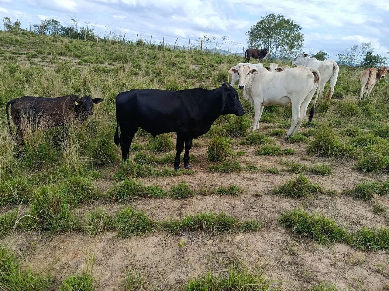 Garrotes bom pra cocho  - Foto 4