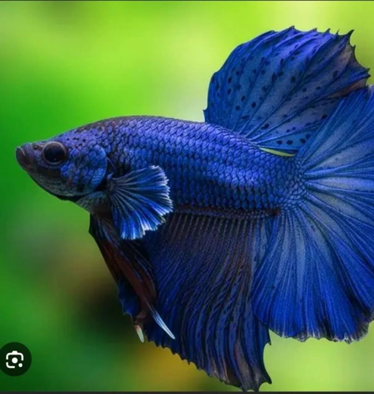 betta splendens - Foto 3