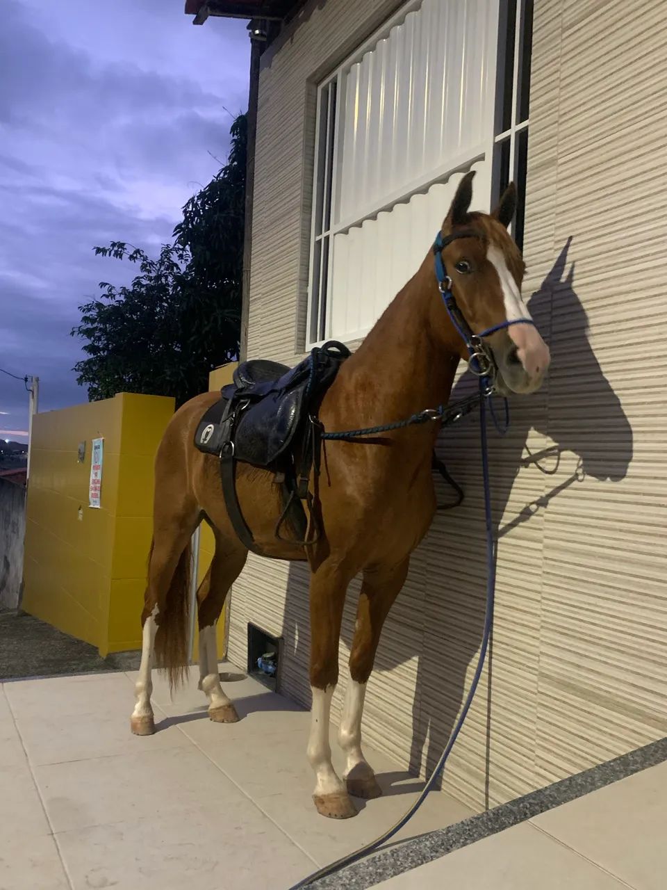 Cavalo de macha batida 