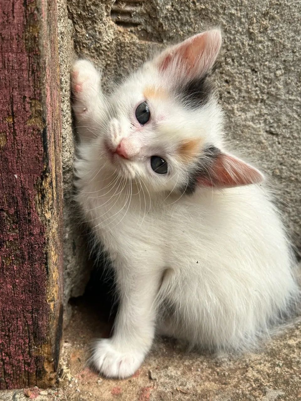 Doação de gatos  - Foto 5
