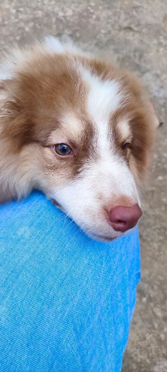 Vendo cachorro boldercolier - Foto 3