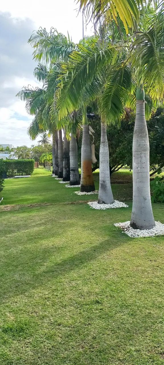 Grama esmeralda  - Foto 4