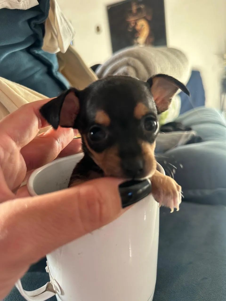 Pinscher miniaturas  - Foto 4