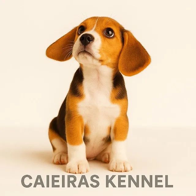 ?Seu novo melhor amigo é um Beagle ?