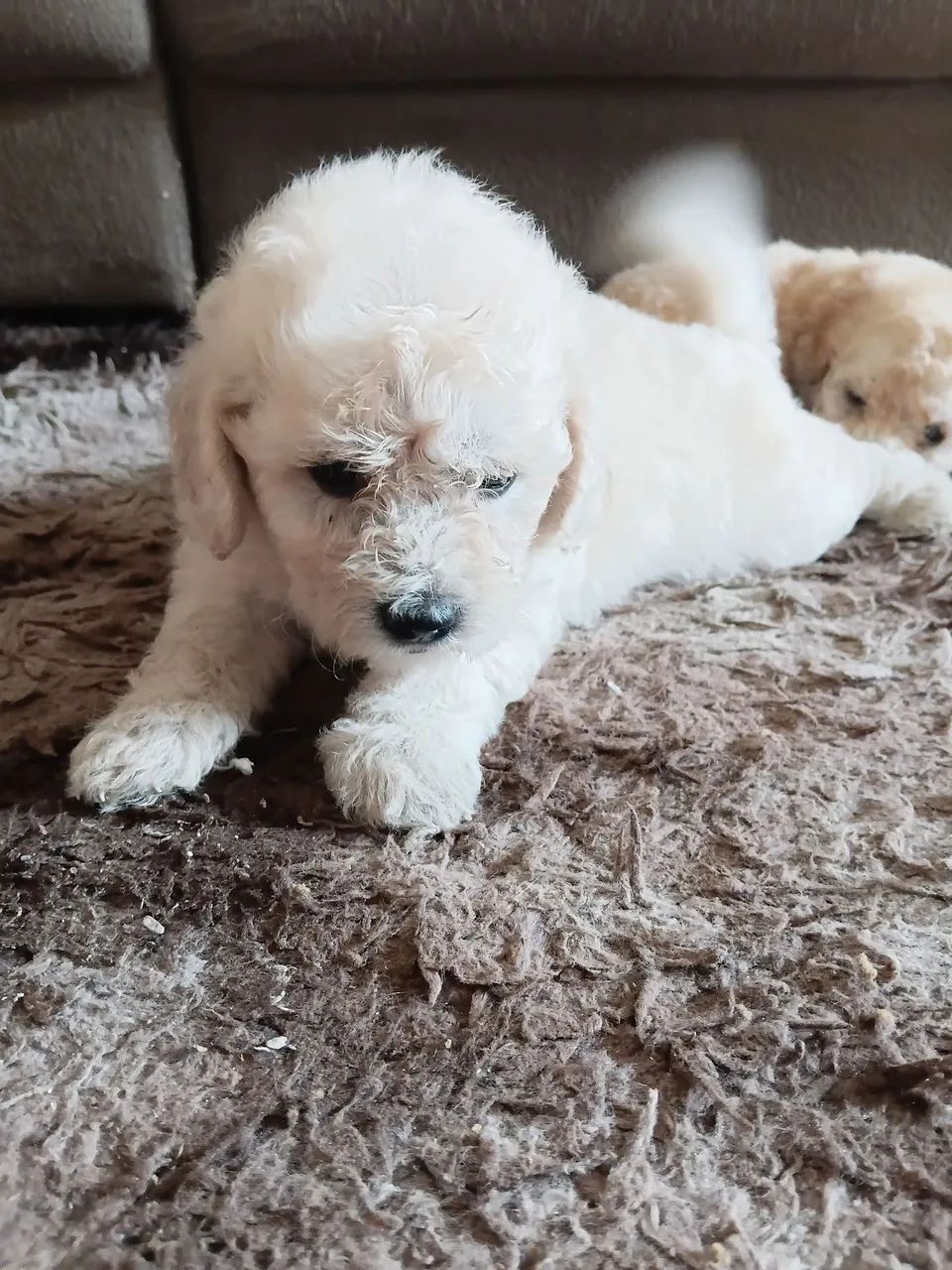 Cachorro poodle  600,00 - Foto 2