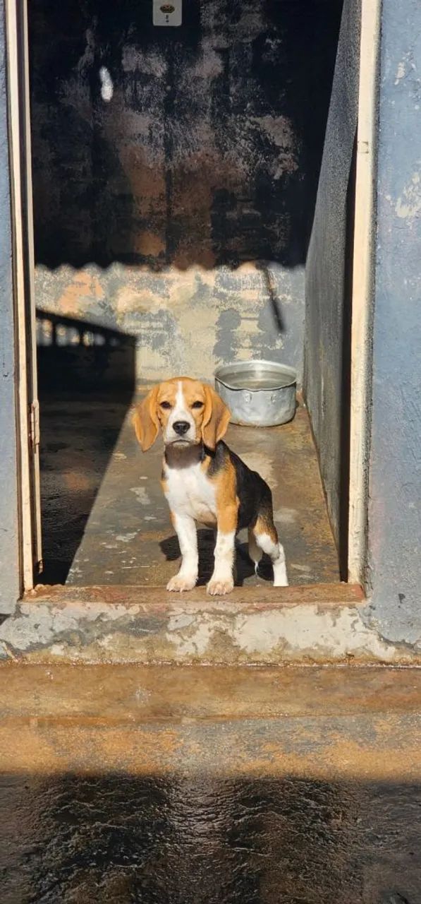 Beagle
