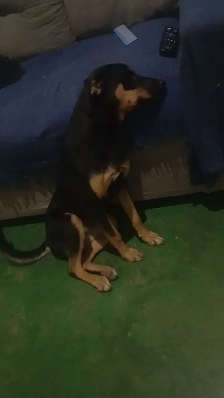 Doação responsavel! - Foto 3
