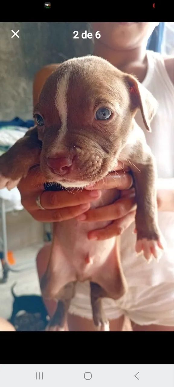 Pitbull x pitmonster  - Foto 4