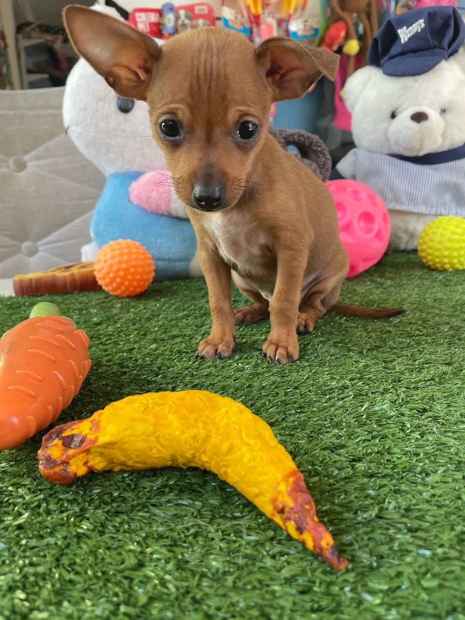 Pinscher macho miniatura $1.500,00 - Foto 2