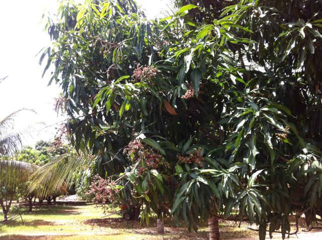 Fazenda Irrigada na Beira do Rio São Francisco - Foto 12