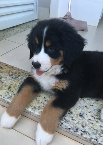 Filhotes de Bernese Mountain Dog (Fêmeas)