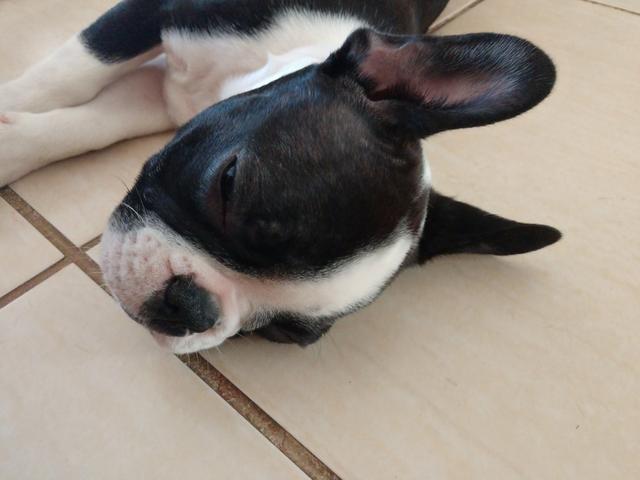 Bulldog Frances - Foto 3