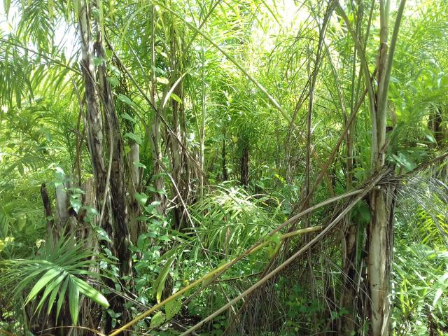 Fazenda Marau/Ubaitaba - Foto 19