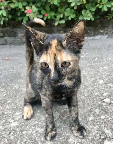 Gatinha rajada para adoção - Foto 2