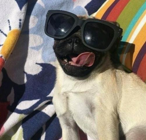 Pug para cruzar com Pedigree (Gravataí/Cachoeirinha e etc.) - Foto 3